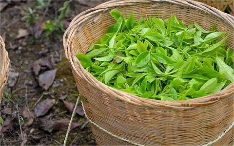 中國茶油行業(yè)發(fā)展環(huán)境分析及趨勢預(yù)測 中國茶油行業(yè)發(fā)展環(huán)境分析及趨勢預(yù)測