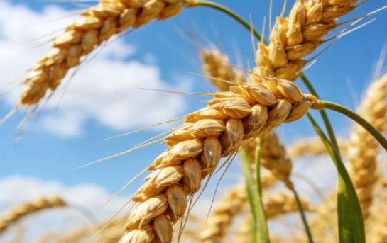 &nbsp;全球小麥市場貿(mào)易格局洗牌與價格趨勢波動應(yīng)對